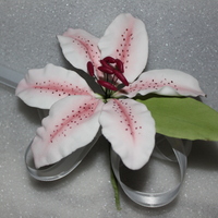 Star Gazer Lily 