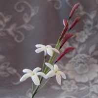 Jasmine Made out of gumpaste