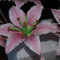 Stargazer Lily 