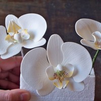 Moth Orquids My first attemp to moth orchids 50/50 fondant-gumpaste