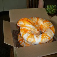 Burmese Python I made this for my son's 7th birthday-He loved it!