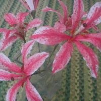 Gumpaste Stargazers Gumpaste stargazers