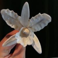 White And Silver Cattaleya Orchid 