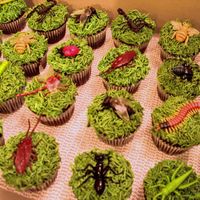 Insect Cupcakes 