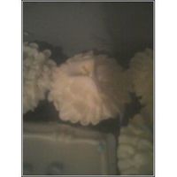 Butter Cake With Imbc And Gumpaste Calla Lily not a very clear picture but hope fully you can see it.