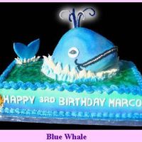 Blue Whale Whale coming up for air