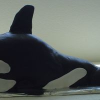 Killer Whale This cake was a huge challenge for me! I used an oreo cake and oreo buttercream. The fin was made by covering cardboard with fondant and...
