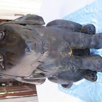 Coon Hound 