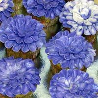 Flower Cupcakes Thanks to all of the CCers with the great ideas and pics for flower cupcakes. Thanks also to the CCer who posted the link to youtube on how...