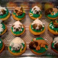 Dog Cupcakes Cupcakes with sugar dog faces and piped bodies