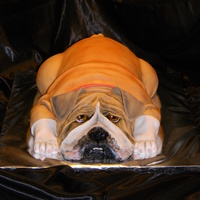 English Bulldog Sculpted english bulldog covered in fondant. TFL!