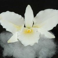 White Cattleya Orchid My first gum paste orchid. It will eventually go on my grandson's wedding cake.