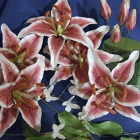 Stargazers And Butterflies 