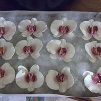 Moth/butterfly Orchids 