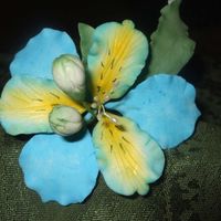 Astromenia esta flor creo que se llama asi no estoy muy segura.