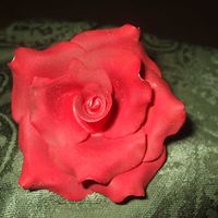 Red Rose 