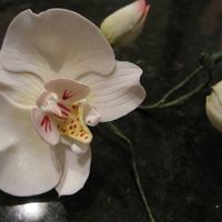 Moth Orchid Moth orchid made during a workshop with the NYC Cake Decorators Club. Thanks Dina!