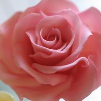 First Gumpaste Roses These are the first gumpaste roses I have made. Thanks Edna for your wonderful youtube videos.