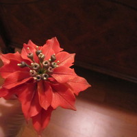 Poinsettia Gumpaste poinsettia. Getting ready for the holidays in advance.