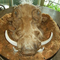 Wilbur The Wart Hog Grooms cake for 50. Chocolate cake accented with chocolate hazelnut in the filling and fondant. Rice noodles were used for the "hair&...