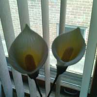 My First Callas callas using the wilton calla set