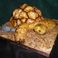 Tortoise Pumpkin cake, and fondant, hand painted. Did this one just for fun.