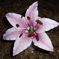 Stargazer Lily My first gumpaste stargazer lily.. after watching tonedna's dvd. Thanks for looking.