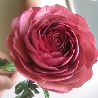 Ranunculus Gumpaste ranunculus