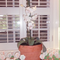 Orchid Cake This is a groom's cake for a groom that is a horticulturist. The flowers and leaves are gumpaste and the flower pot is cake with oreo...