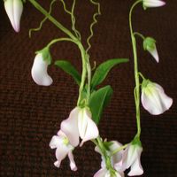 Sweet Peas Gumpaste Flowers Here are the flowers from last weekends gumpaste class... Sweet Peas!