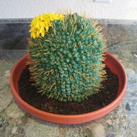 Cactus Cake Six- 6 inch cakes stacked rounds. buttercream frosting with lrg star tip. spaghetti for spines and buttercream flower. crushes choc....