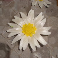 Fondant/gumpaste Daisy 