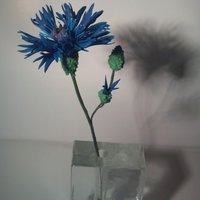 Cornflower 