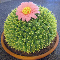 Cactus Cake I got this design from a Collette Peters book. I made my Margarita cake using a mini sports ball pan. I love how it turned out