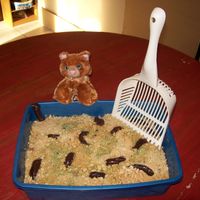 Kitty Litter I used half a marble cake and half a spice cake. Peanut butter creme cookies for the litter with a little green food color. The "poop&...