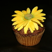 Daisy Chocolate Cuppie gumpaste flower on chocolate cuppie