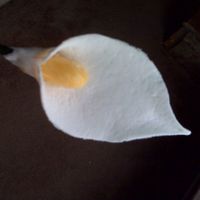 First Calla Lily This is my first calla lily made out of gumpaste. It got kind of wet (?) after I put it in the refrigerator to keep. I don't know why...