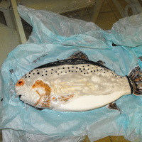 Fish Birthday Cake My son loves fishing. This is a first time carving and making a fish cake. Not too bad. Yellow cake, Cookies N Creme filling, BC and...