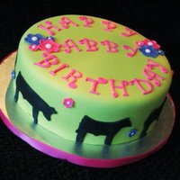 Show Steers And Show Pigs 