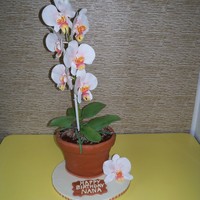 Moth Orchids madiera cakes with ganache fillings flowers and leaves are gumpaste.