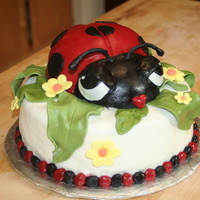 Lady Bug 
