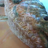 Bass Fish Fish up close