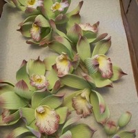 Gum Paste Cymbidium Orchids Cymbidium Orchids; I made these for a friends wedding cake. I did not make the cake though, just the flowers