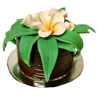 Frangipani Cake This was a chocolate mud cake that was drenched in dark chocolate ganache and then wrapped in a chocolate collar with a driftwood pattern....