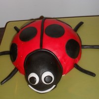 Ladybug 