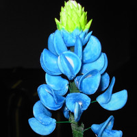 Not Bad For A First Try Gum Paste "bonnets" painted.