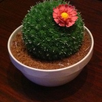 Cactus Cake I baked this cake in the Wilton sports ball pan. It's chocolate cake with green buttercream and the "needles" are made of...