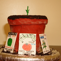 Tomato Seedling In Terracotta Pot 