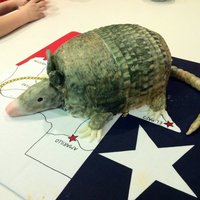 Armadillo Cake This was an armadillo cake I made for a "Welcome to Texas" party we had for our friends from New Zealand and Russia.