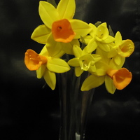 Welsh Daffodils Gumpaste flowers